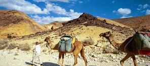 טיולים והסעות לאילת והערבה